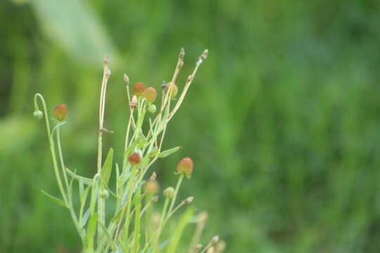 Image of Thurber's Sneezeweed