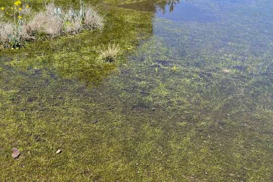 Image of blackspore quillwort