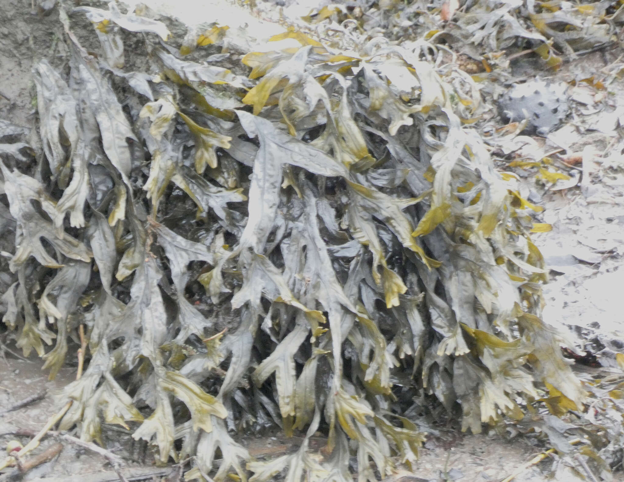 Image of Fucus ceranoides