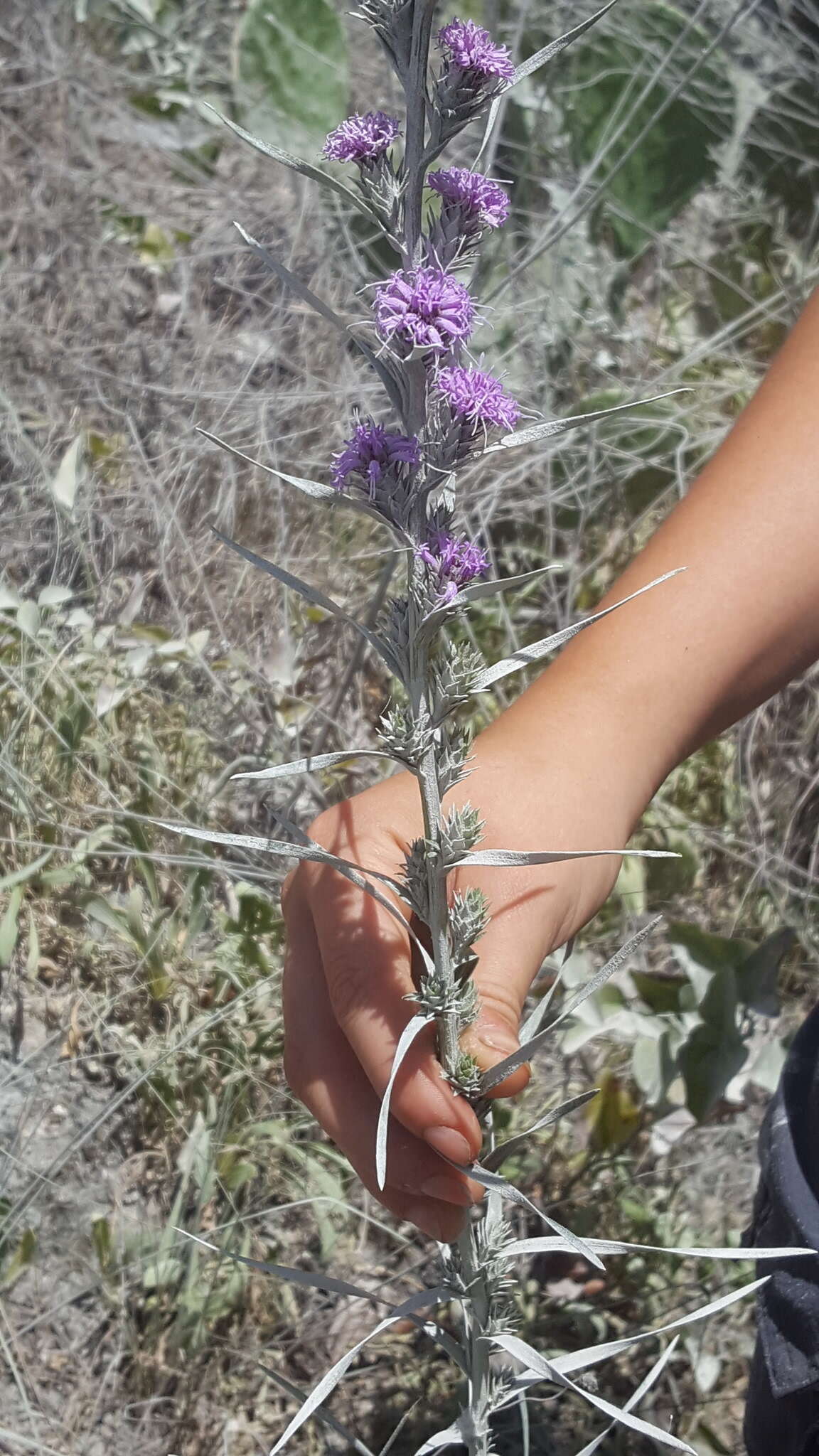 Слика од Liatris squarrosa (L.) Michx.