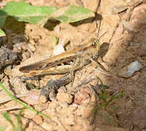 Imagem de Chorthippus (Glyptobothrus) maritimus subsp. maritimus Mistshenko 1951