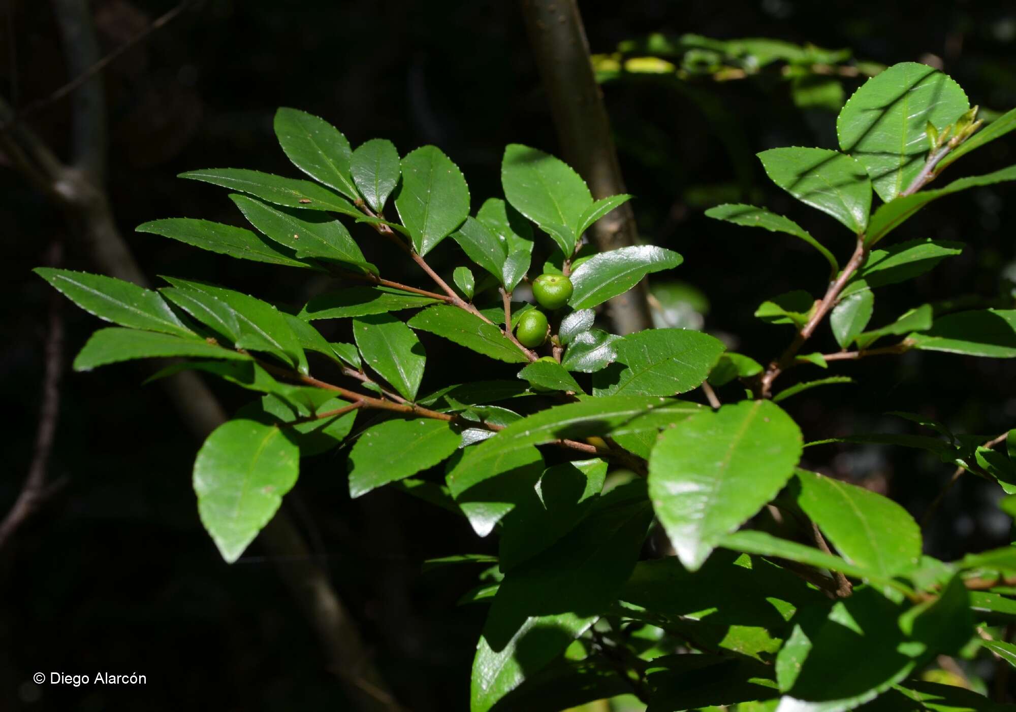 Image of Rhamnus diffusus Clos