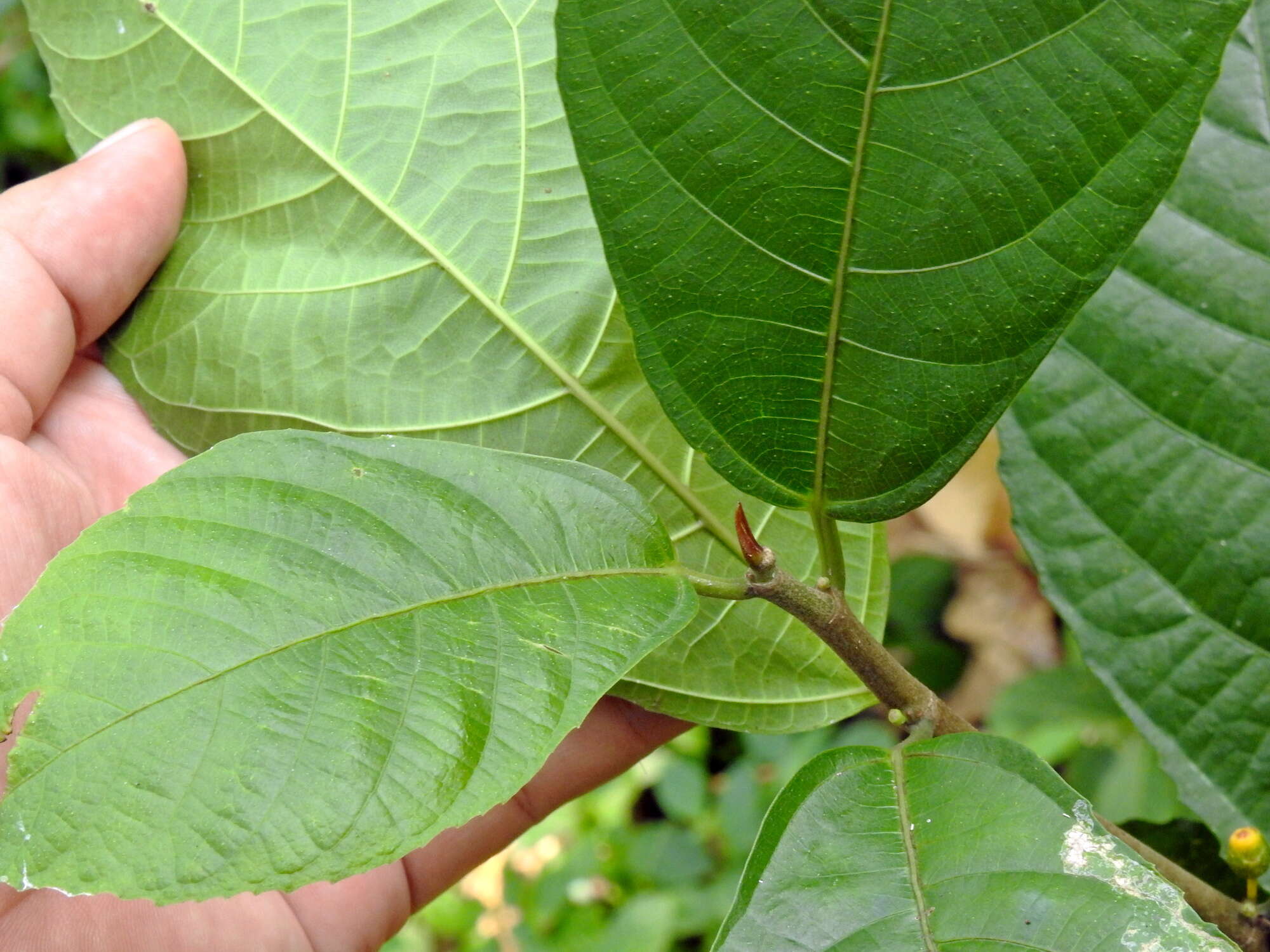 Image of oakleaf fig