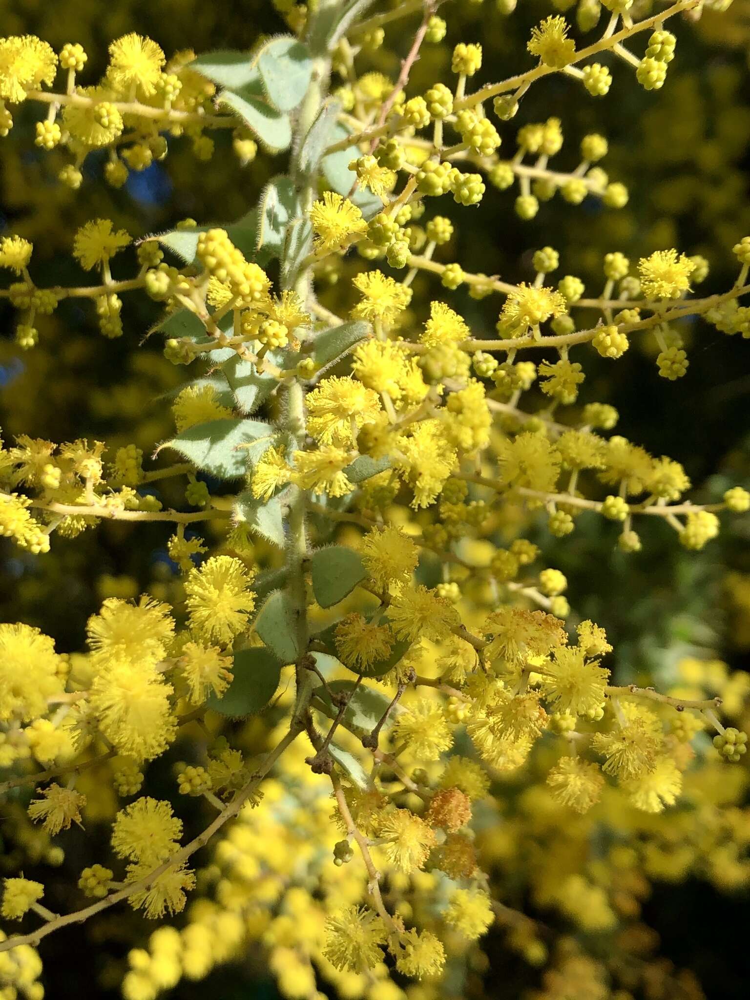 Image of Acacia vestita Ker Gawl.