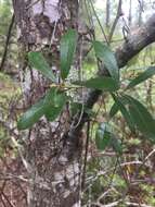 Imagem de Quercus geminata Small