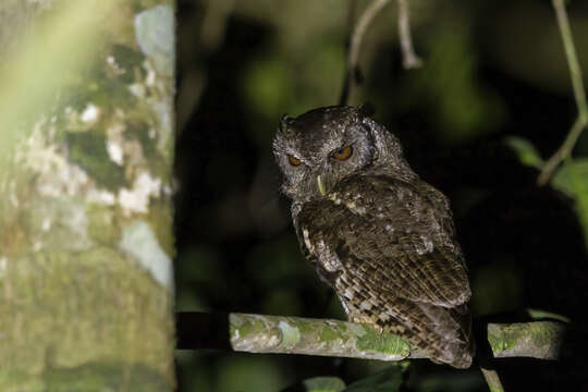 Image of Black-capped Screech Owl