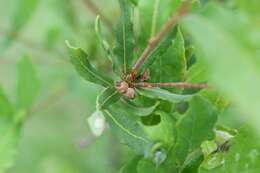 Слика од Quercus sebifera Trel.