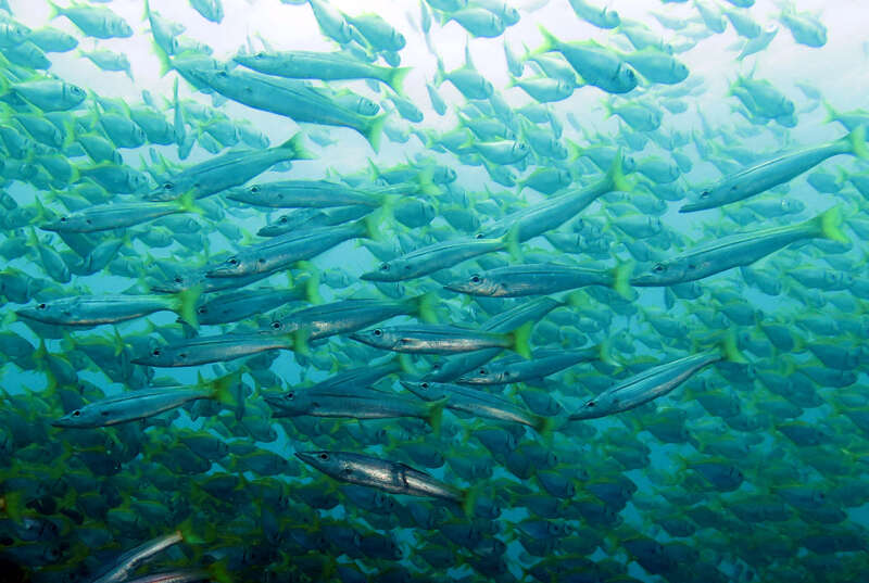 Image of long-finned pike