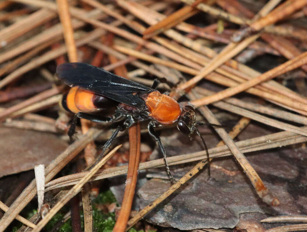 صورة Psorthaspis sanguinea (Smith 1855)