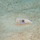 Image of Blackside razorfish