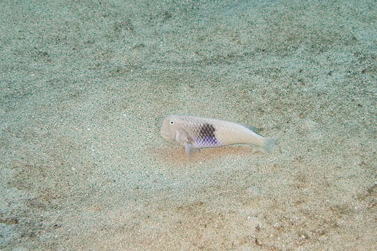 Image of Blackside razorfish