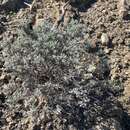 Image of Eriogonum pondii Greene