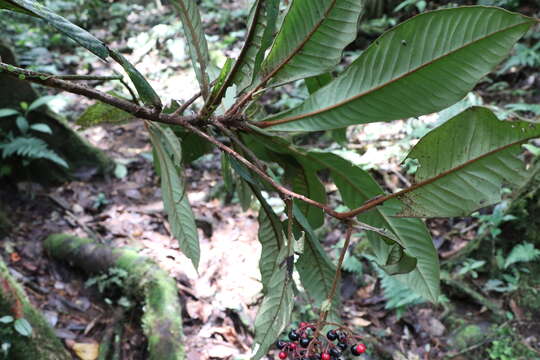 Image of Ardisia brenesii Standl.