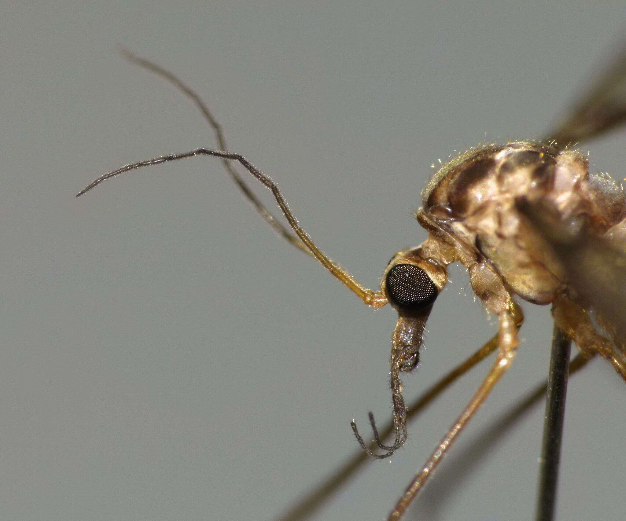 Image of Leptotarsus (Macromastix) cubitalis (Edwards 1923)