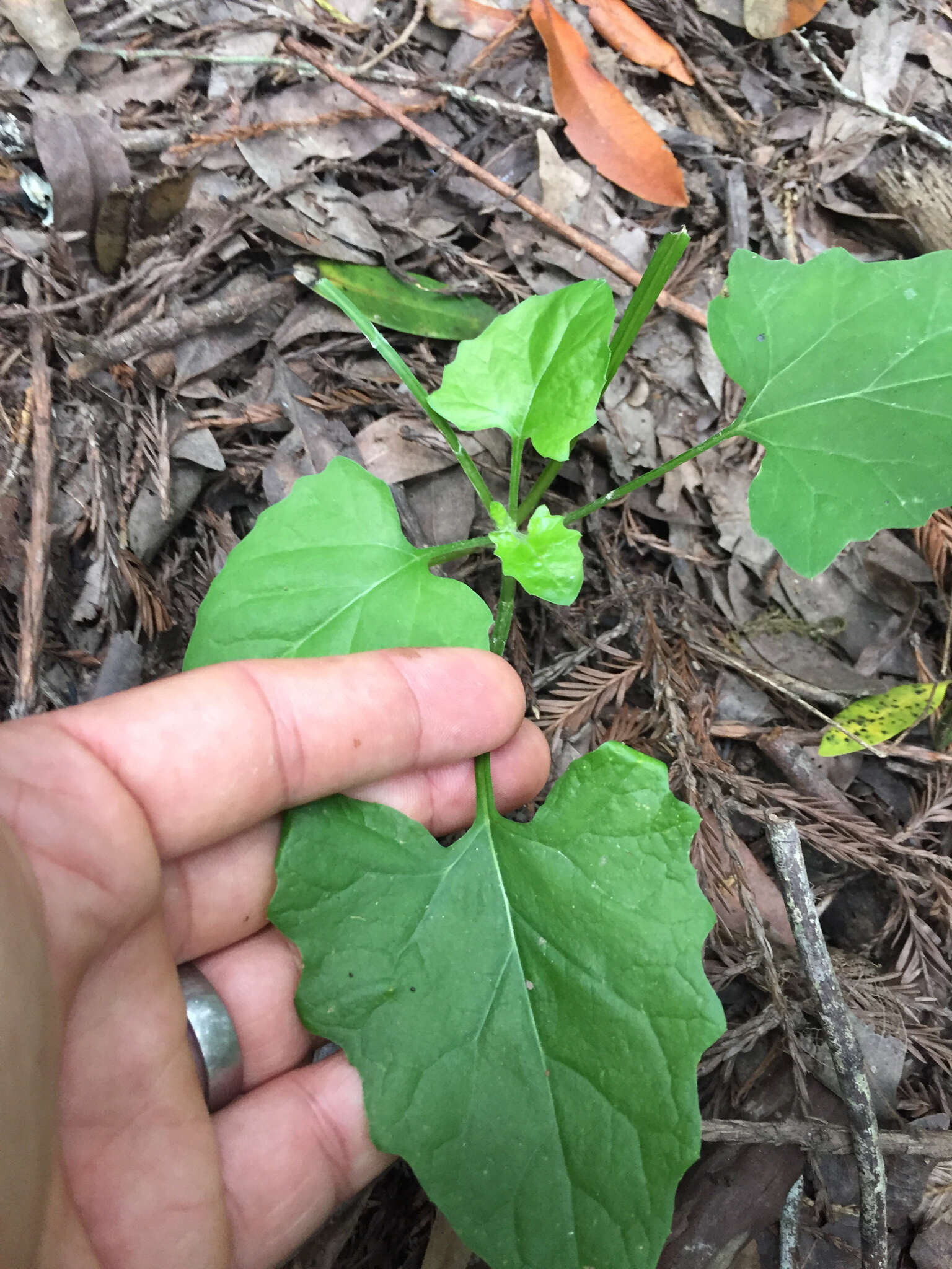 Image of American trailplant