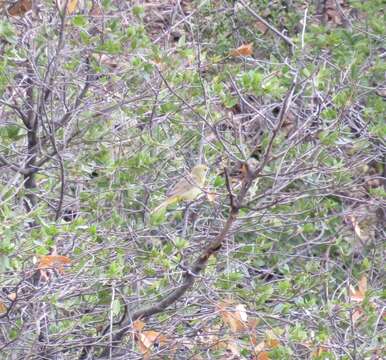 Image of Red Tanager