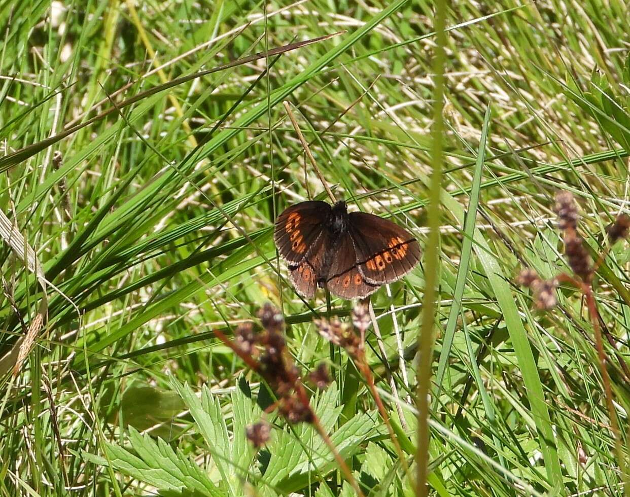 Image of Almond-eyed Ringlet