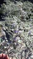 Image of desert lavender