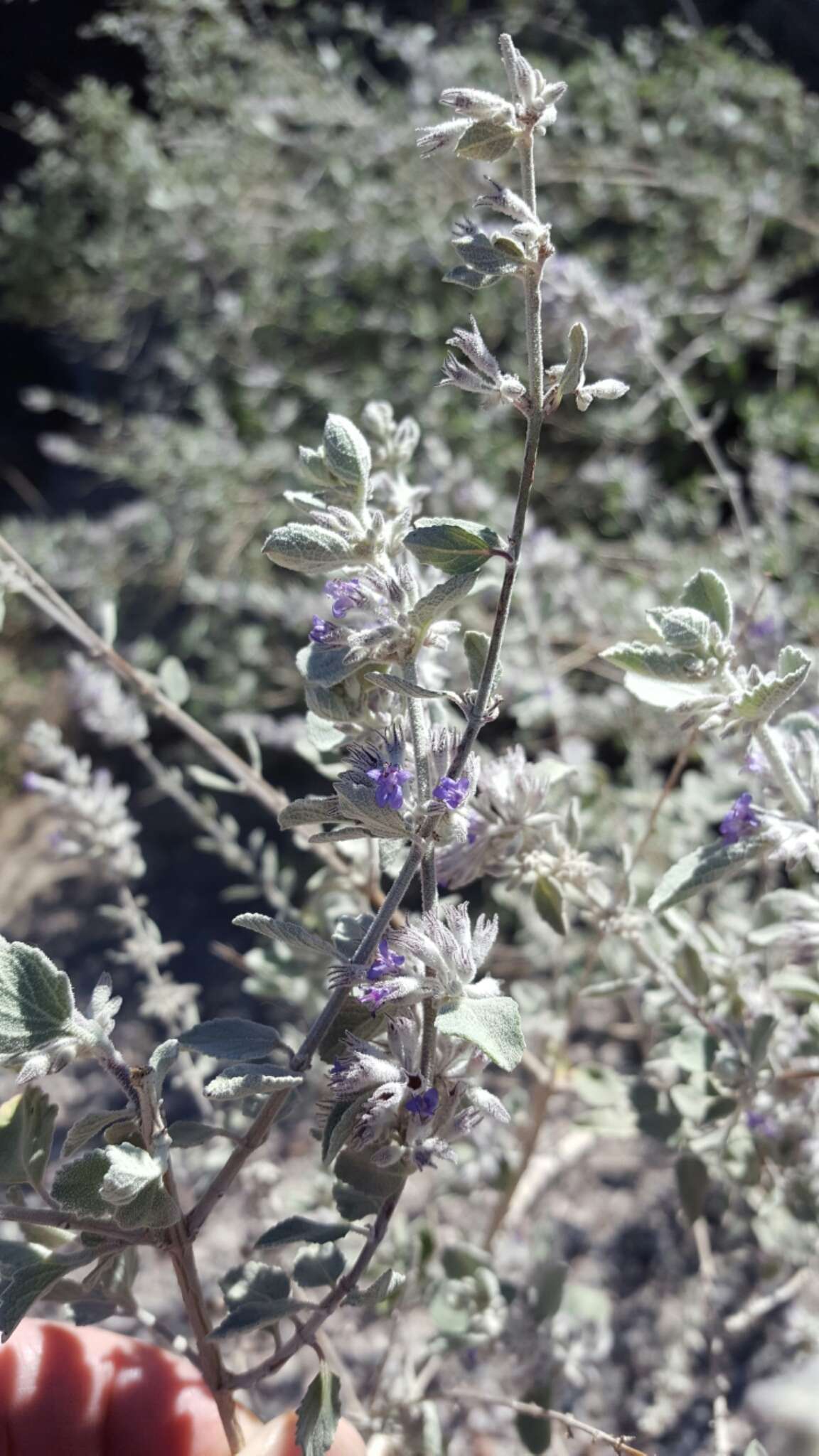 Image of desert lavender