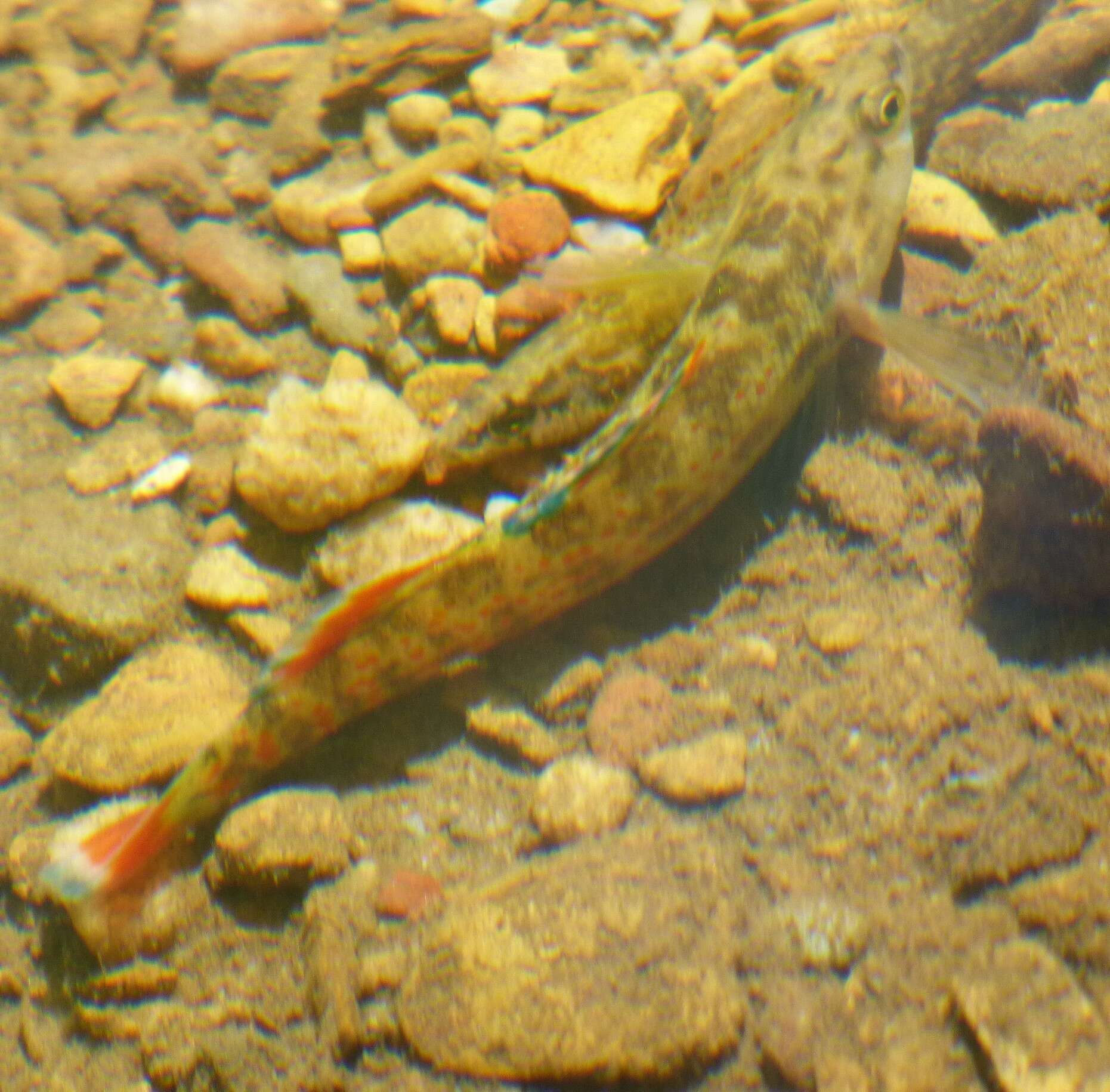 Image of Redspot Darter