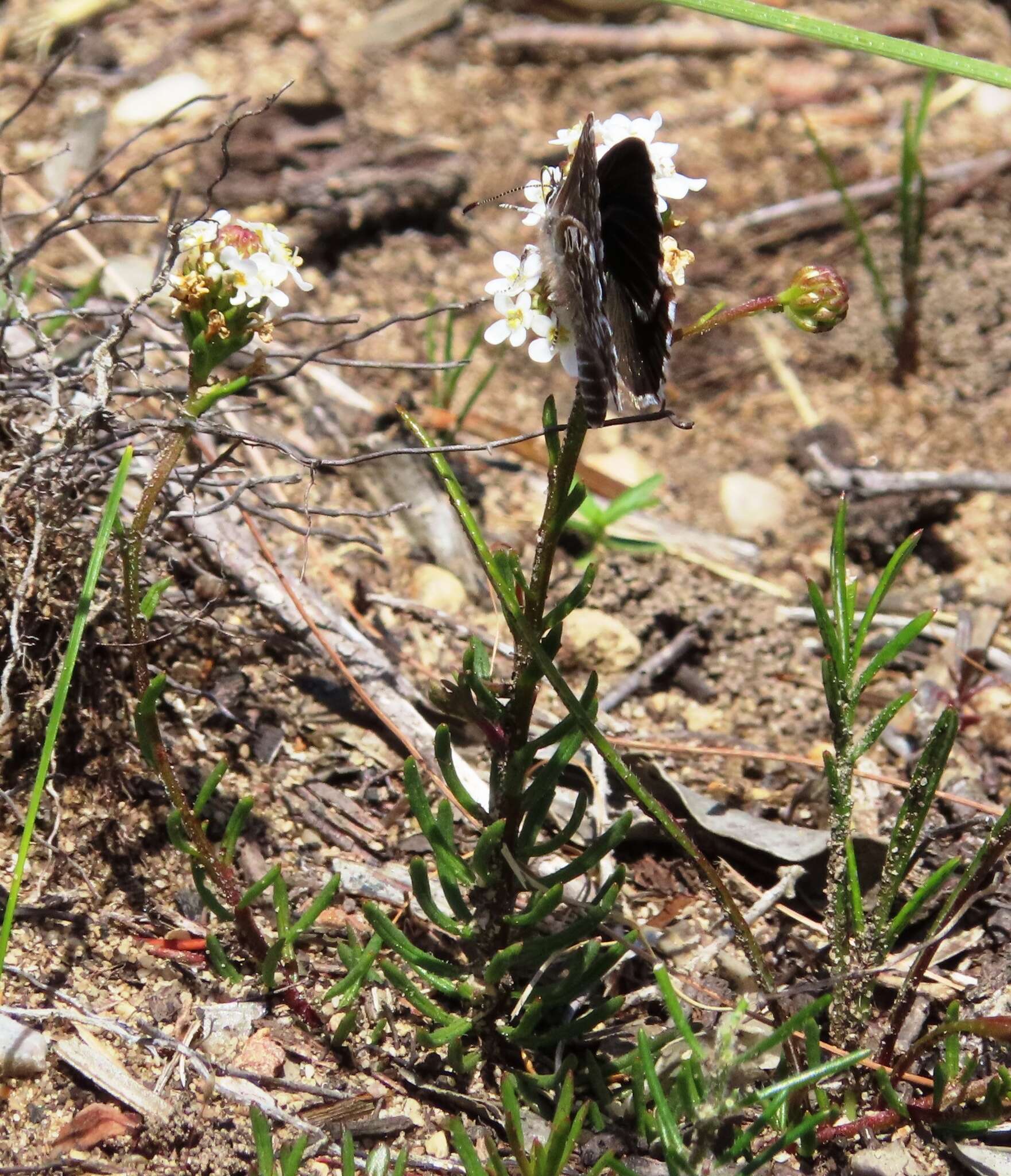 Image of Lepidochrysops robertsoni Cottrell 1965