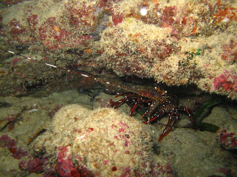 Image of Longlegged Spiny Lobster