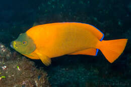 Image of Clarion Angelfish