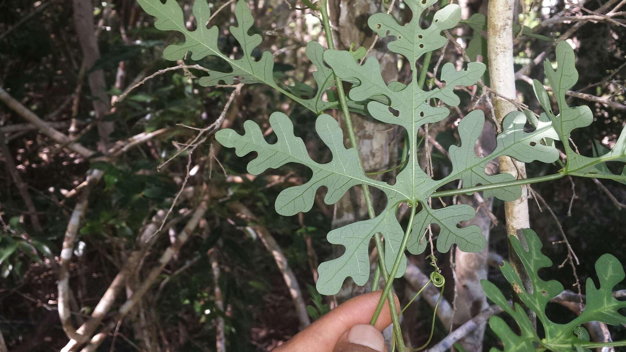 Image of Adenia perrieri Clav.