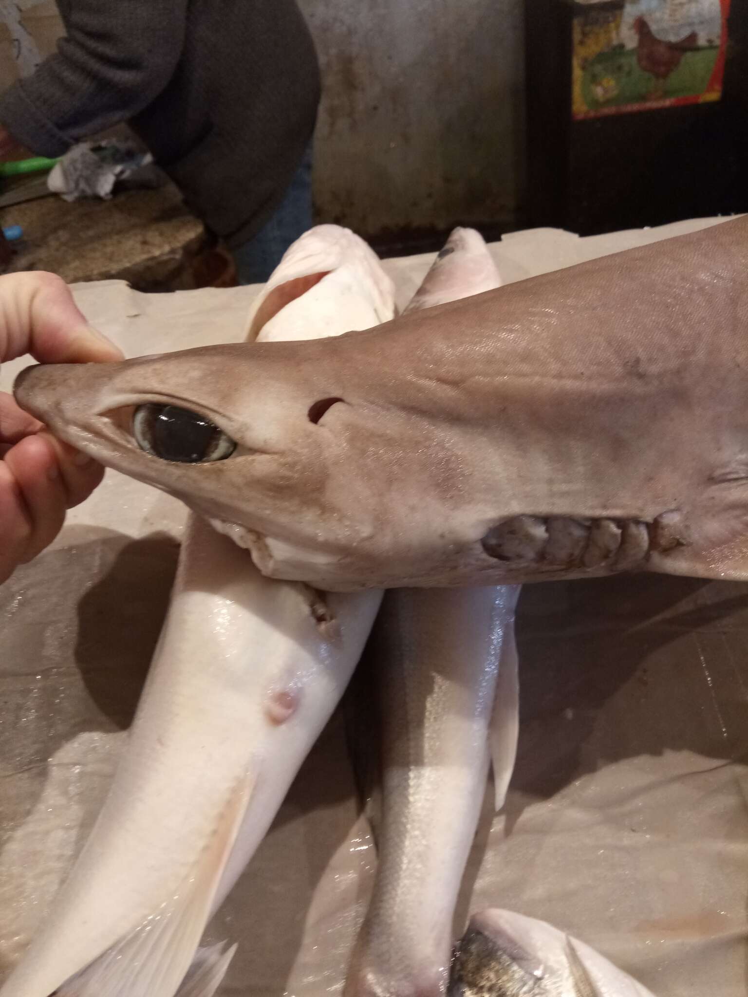 Image of Little Gulper Shark