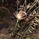 Imagem de Hibiscus biseptus S. Wats.