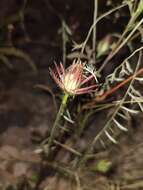 Image of Arizona rosemallow