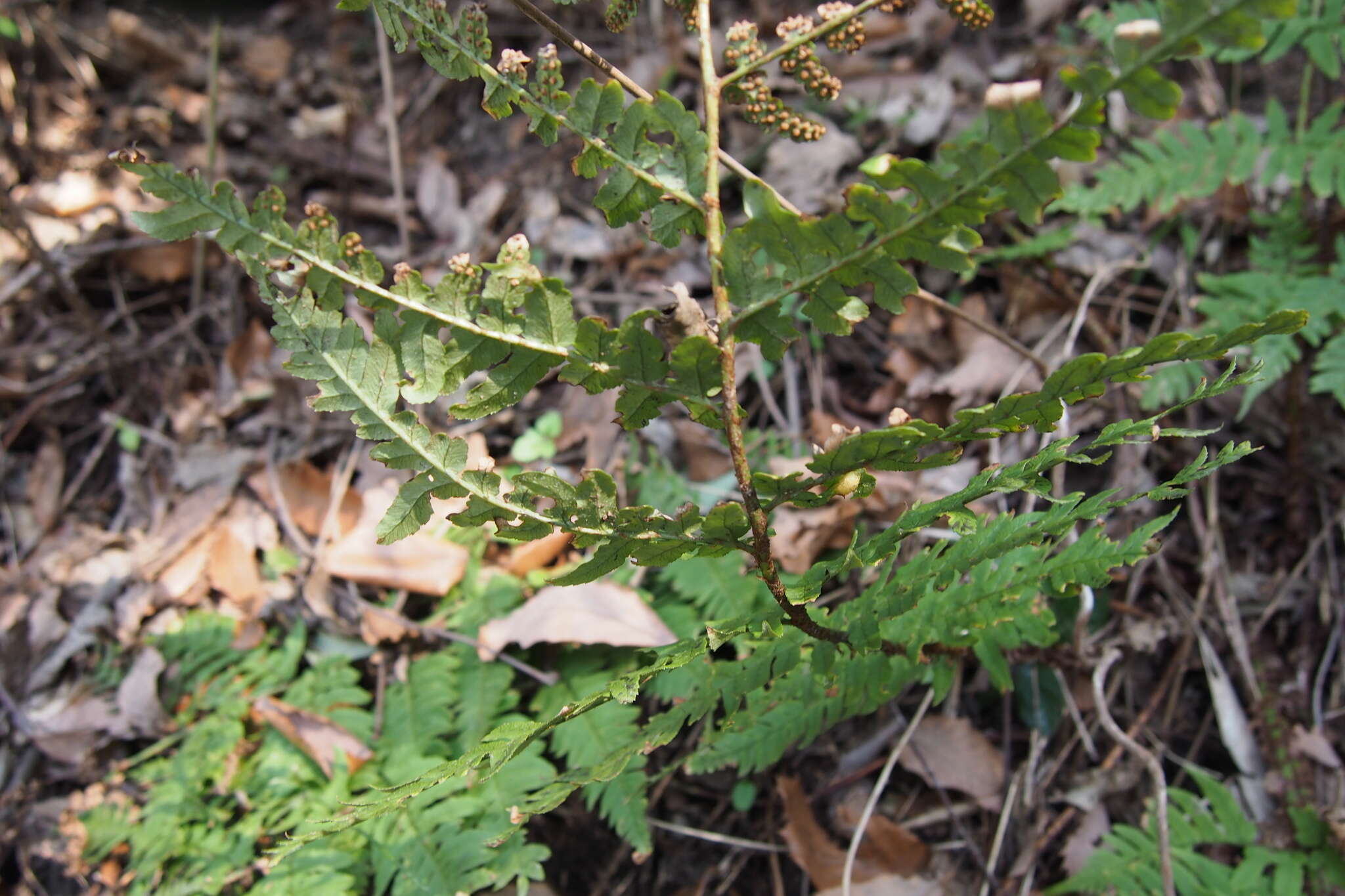 Image de Dryopteris lacera (Thunb.) Ktze.