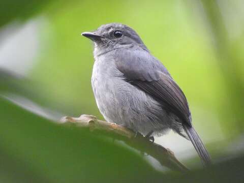 صورة Muscicapa epulata (Cassin 1855)