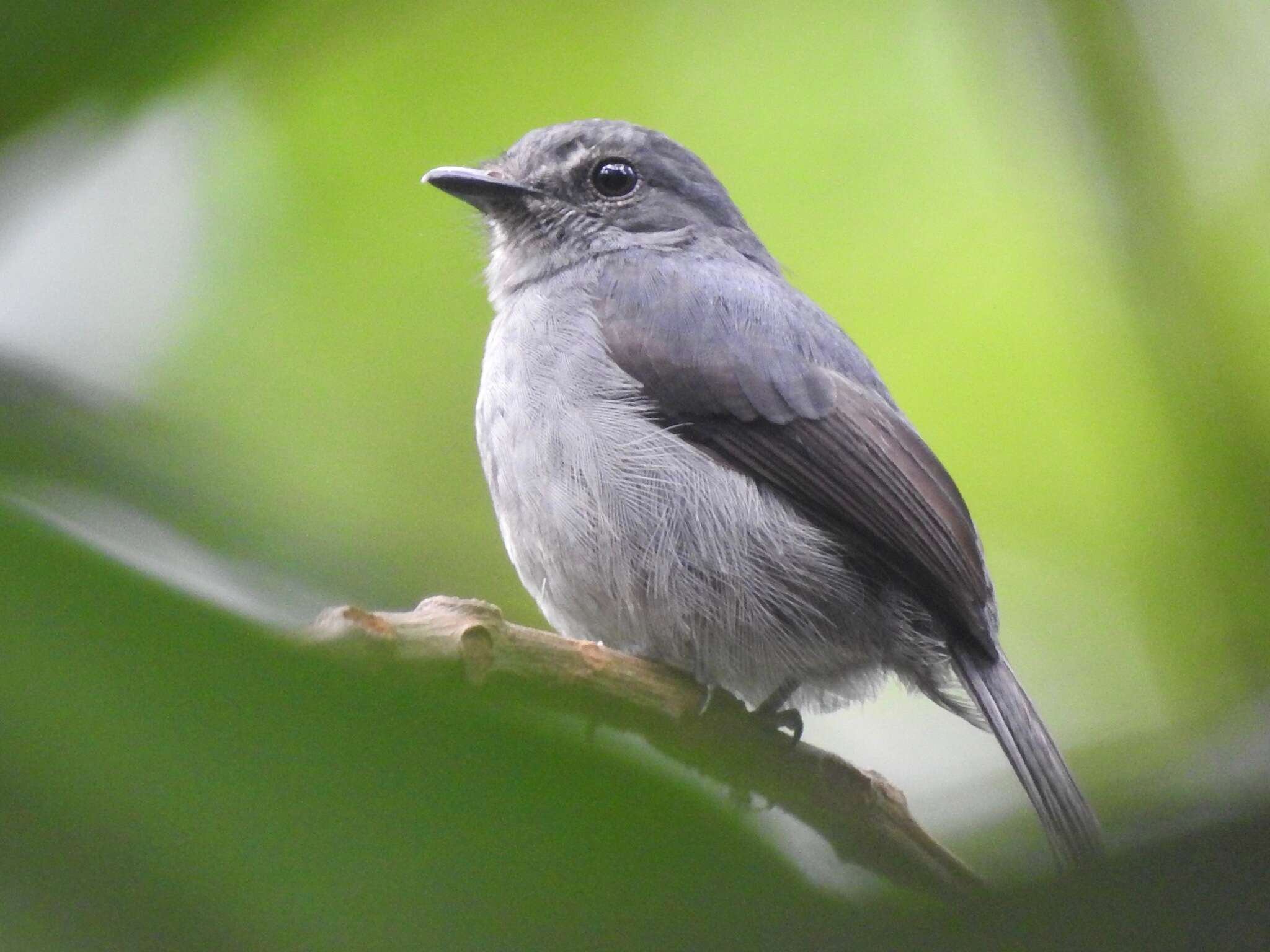 Plancia ëd Muscicapa epulata (Cassin 1855)