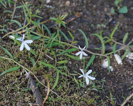 Слика од Lobelia stenophylla Benth.