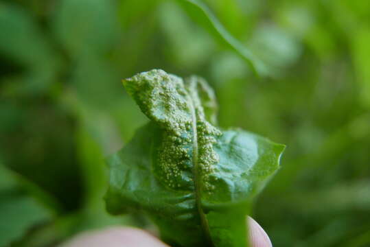 Synchytrium taraxaci de Bary & Woronin 1865的圖片