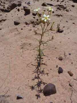 Image of Polycarena batteniana O. M. Hilliard