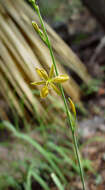 Sivun Echeandia flavescens (Schult. & Schult. fil.) Cruden kuva