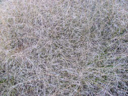 Image of spidergrass