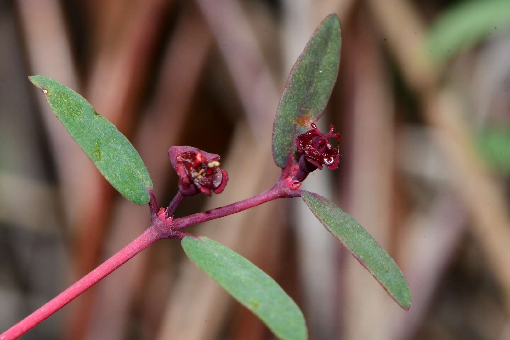 Imagem de Euphorbia gariepina subsp. balsamea (Welw. ex Hiern) L. C. Leach