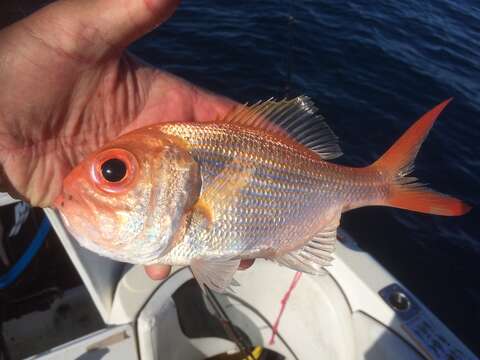 Image of Eastern nannygai