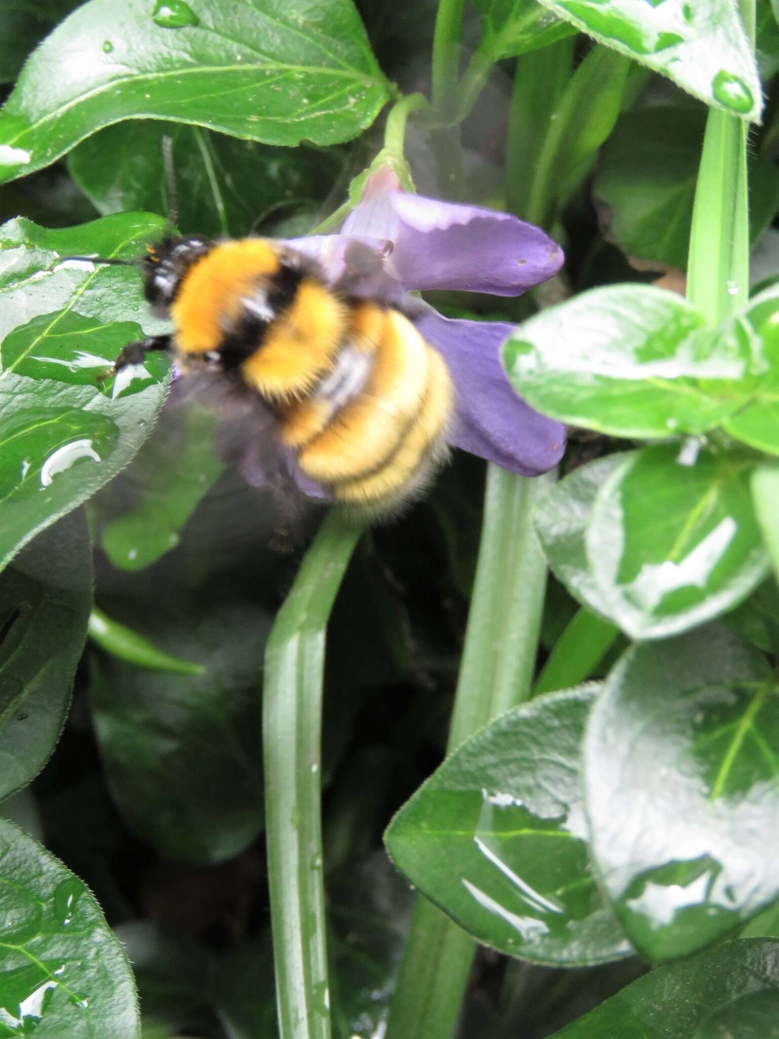 Plancia ëd Bombus hortulanus Friese 1904