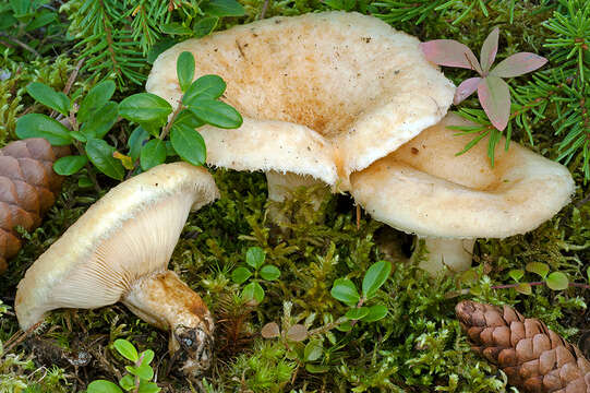 Image of Lactarius auriolla Kytöv. 1984