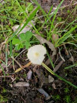 Leucocoprinus flavescens (Morgan) H. V. Sm. 1981的圖片