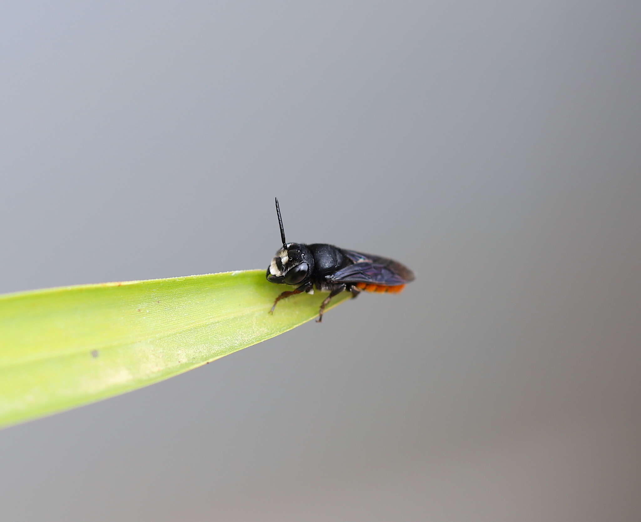 صورة Megachile rufiventris Guérin-Méneville 1834