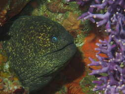 Image of California hydrocoral