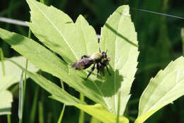 Image of Laphria divisor (Banks 1917)