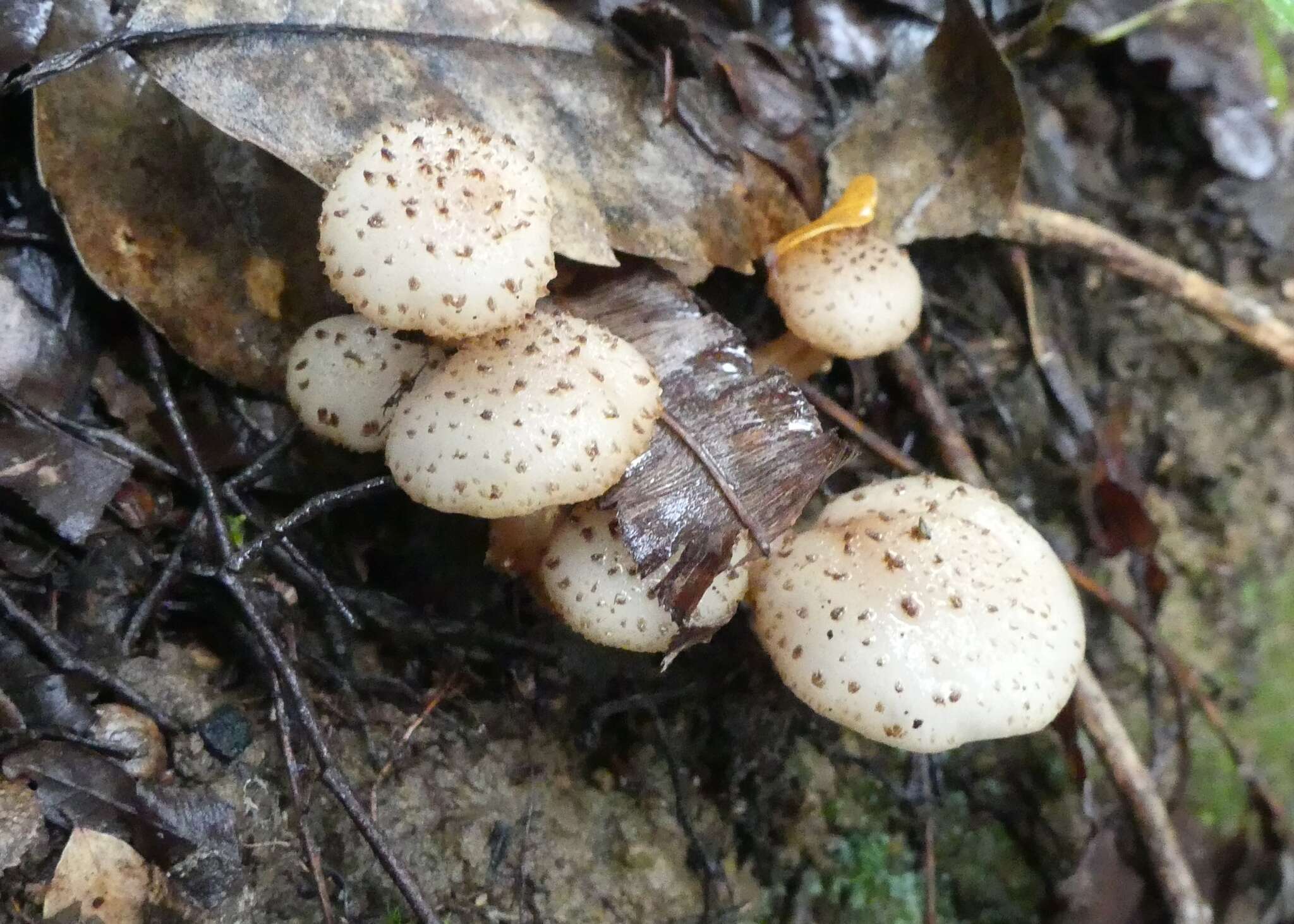 Image of Armillaria limonea (G. Stev.) Boesew. 1977