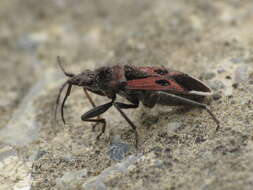 صورة Lasiocoris anomalus (Kolenati & F. A. 1845)