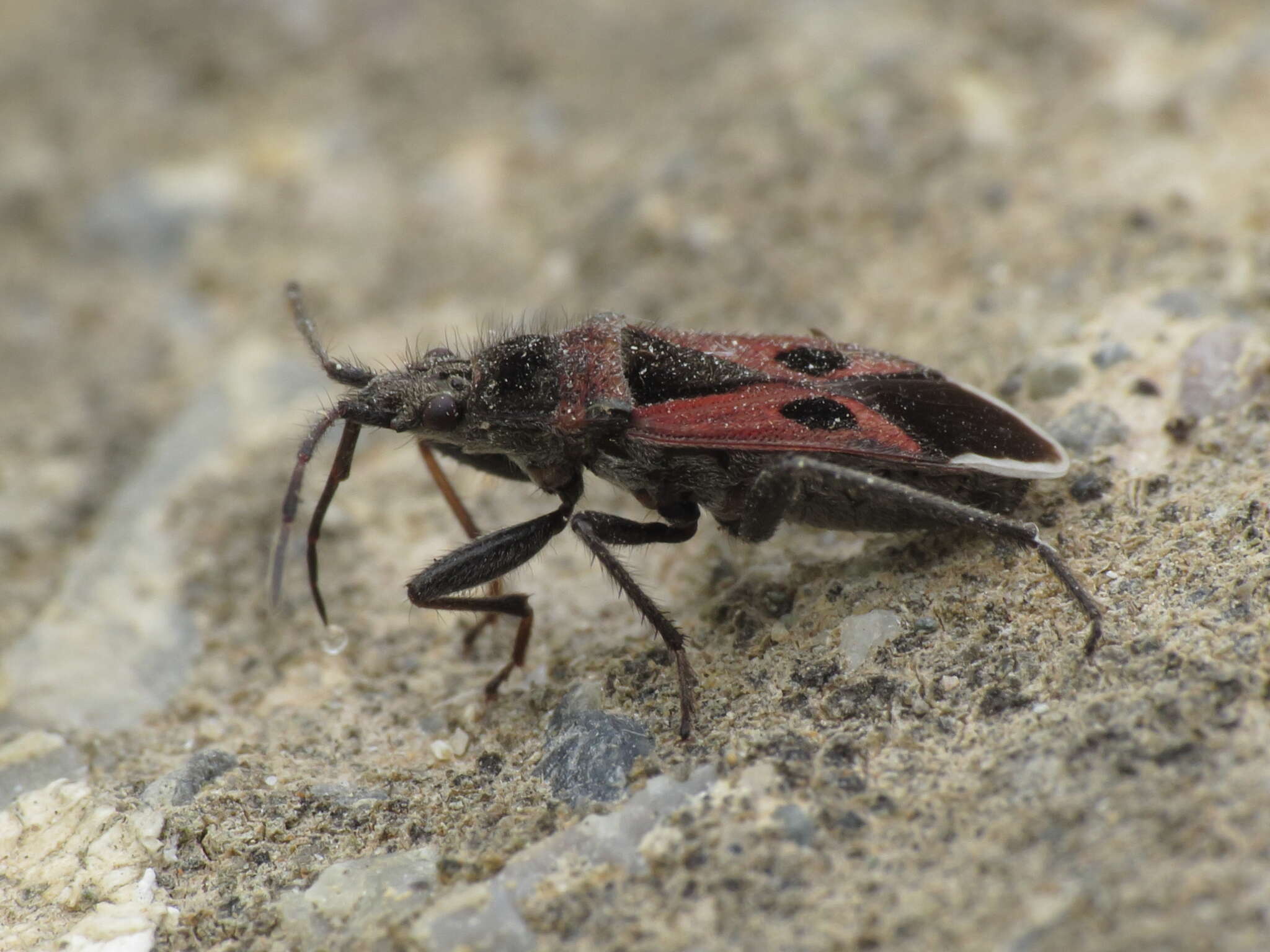 صورة Lasiocoris anomalus (Kolenati & F. A. 1845)